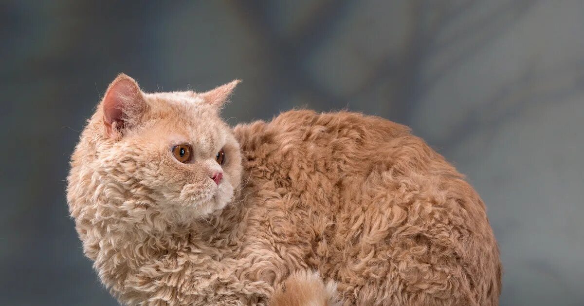 Кот рекс фото "Селкирк-рекс" Пикабу
