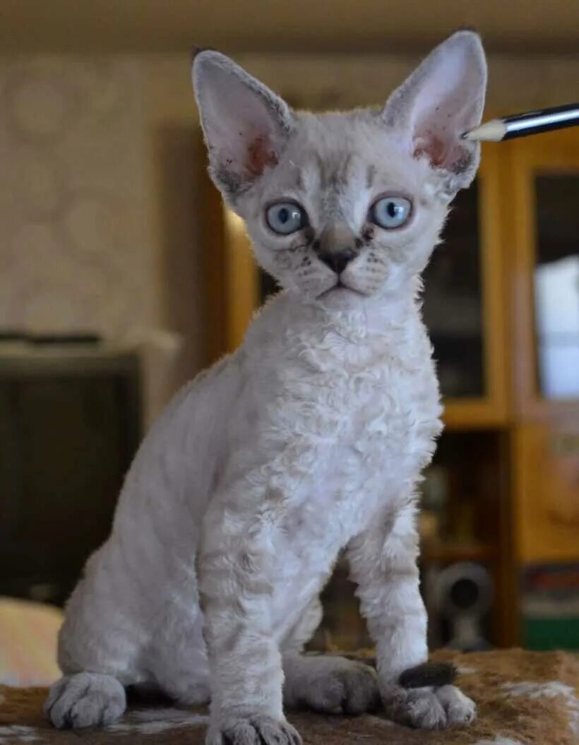 Кот рекс фото Кошки породы Девон-рекс: цена котят, фото, содержание, уход, сколько живут, что 