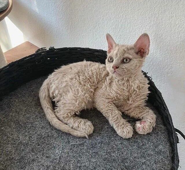 Кот рекс фото Curly-Haired Poodle Kittens Looking Like Little Angry Lambs (8 Images) Kittens c