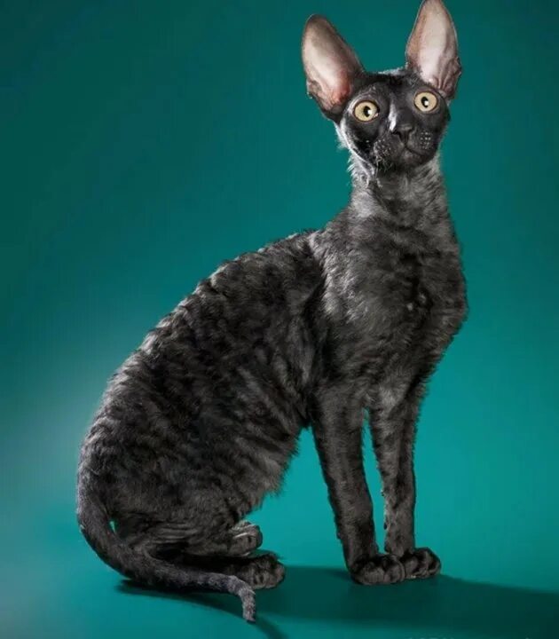 Кот рекс фото Неактивно