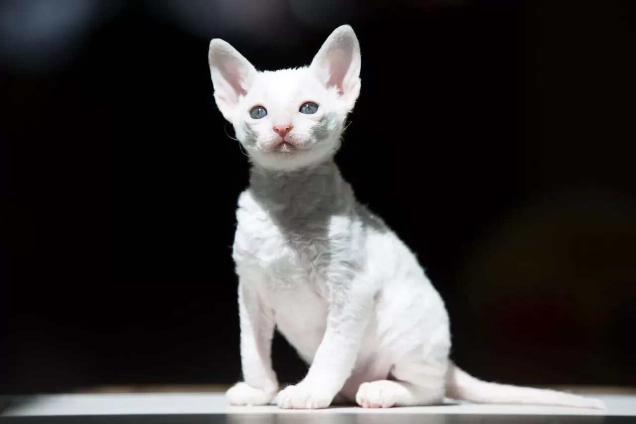 Кот рекс фото цена Корниш-рекс оригинально