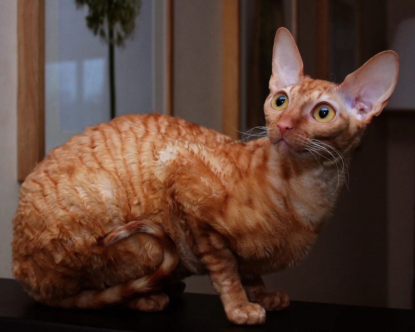 Кот рекс фото цена Корниш рекс (cornish rex) - это одна из самых интересных пород в мире.