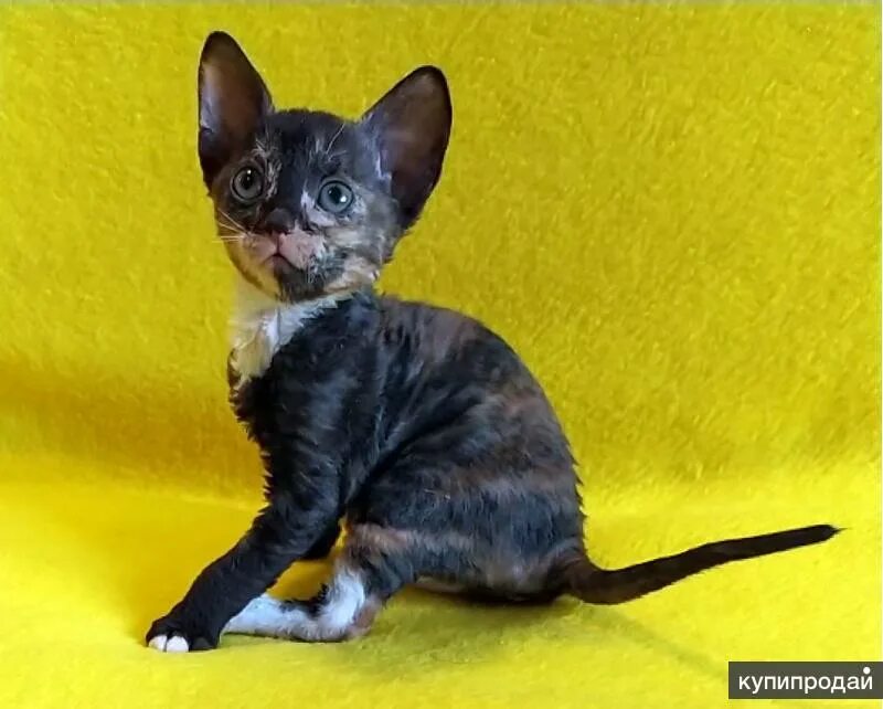 Кот рекс фото цена котята рекс купить в Москве
