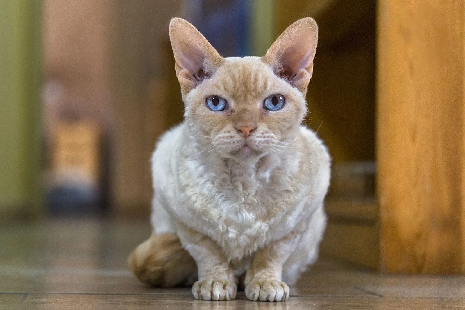 Кот рекс фото цена Немецкий Рекс: характеристика, фото и особенности породы