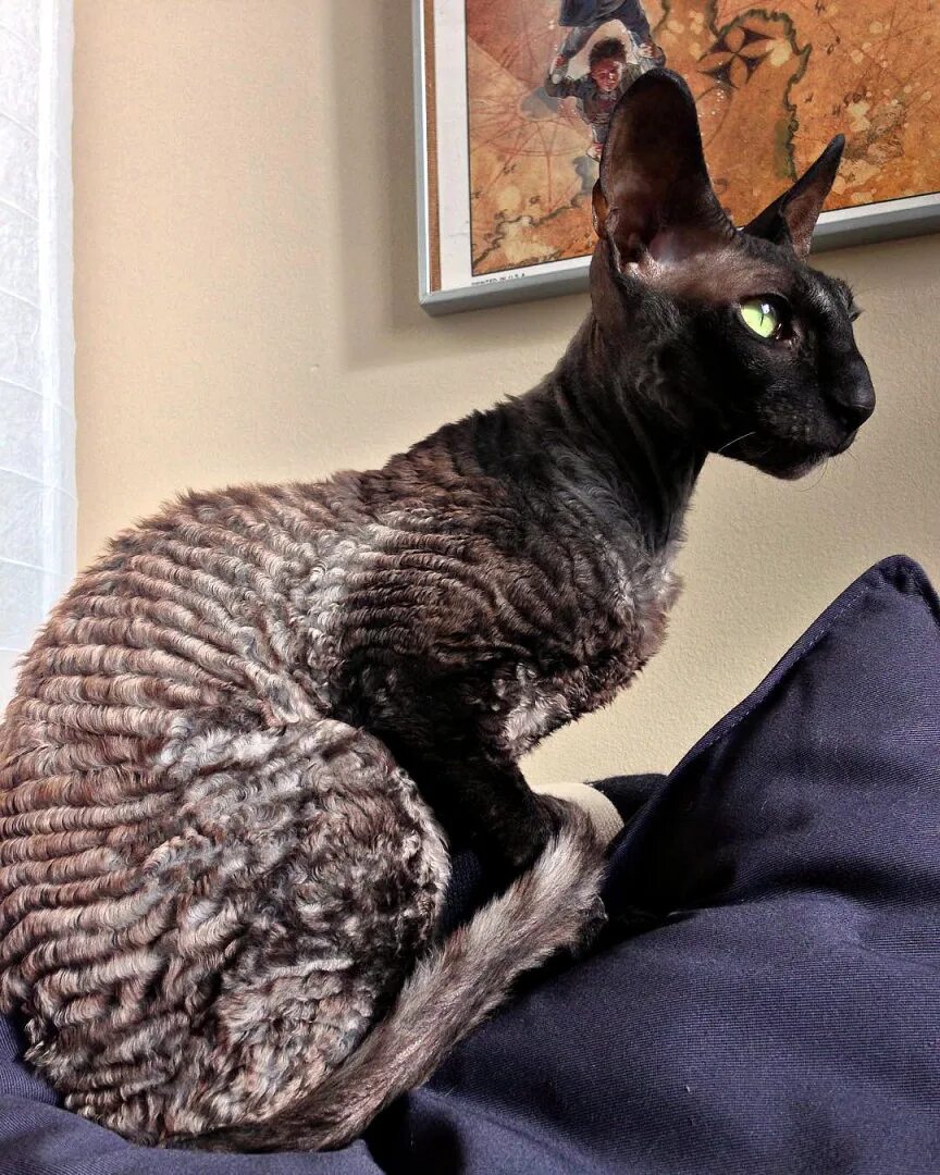 Кот рекс фото цена Корниш рекс (cornish rex) - это одна из самых интересных пород в мире.