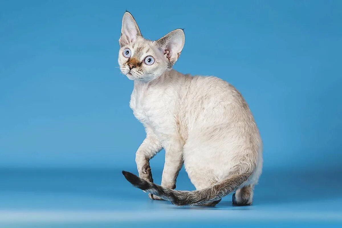 Кот рекс фото цена Кошки Девон Рекс: описание породы