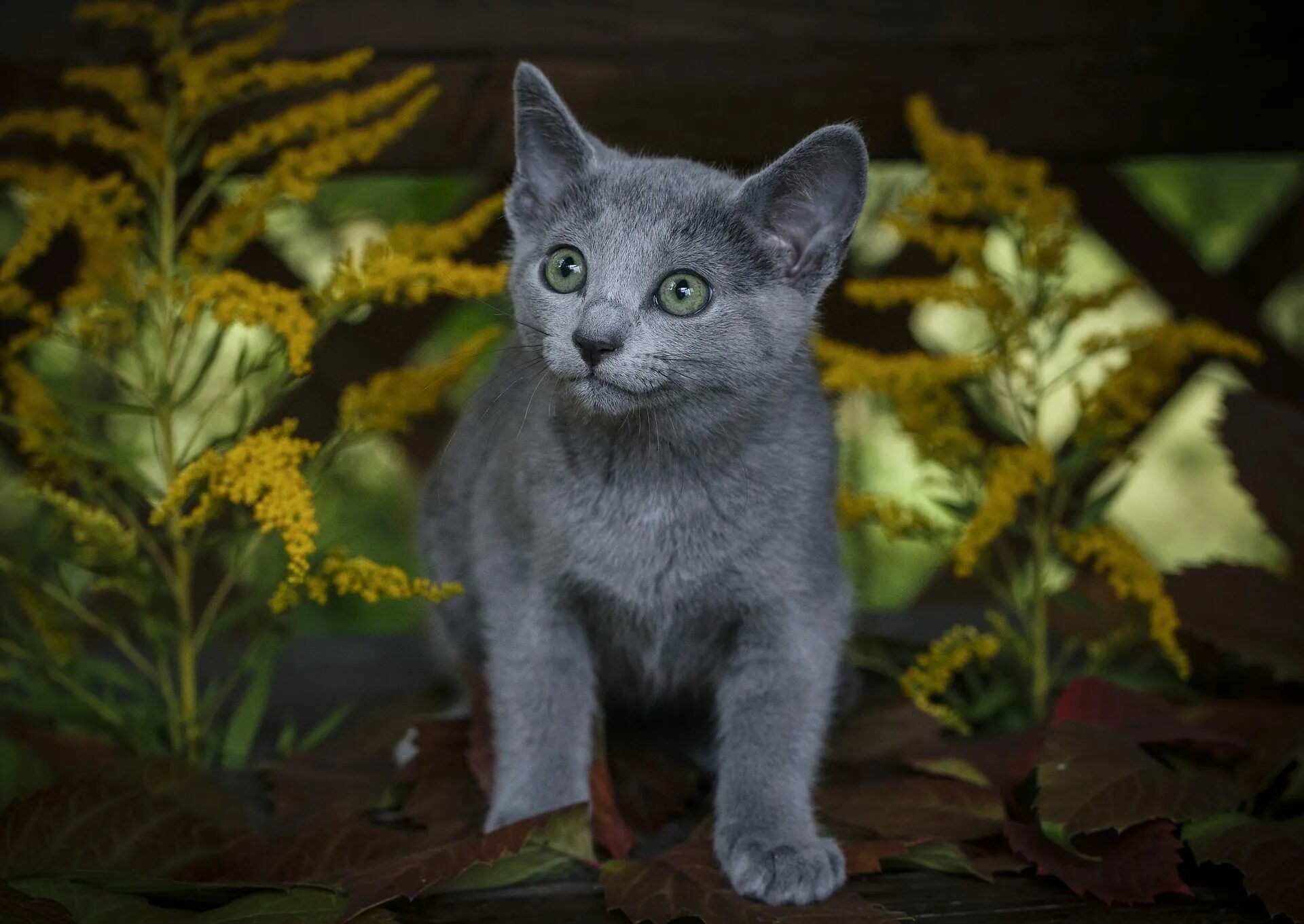Кот русская голубая фото цена Голубой котенок