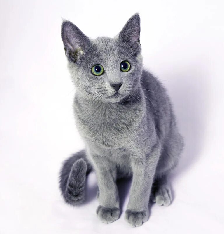 Кот русская голубая фото цена Русская голубая кошка: цена, фото
