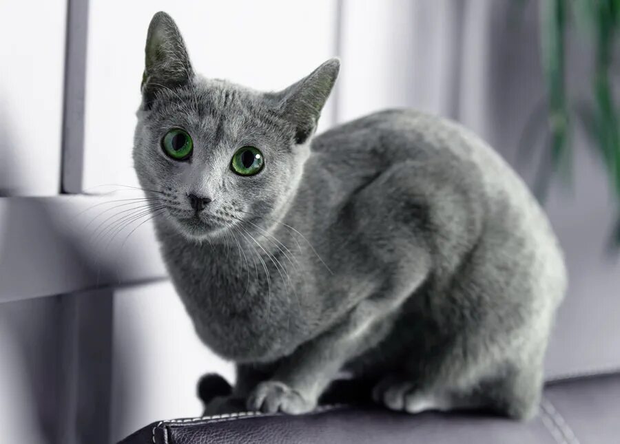 Кот русская голубая фото цена Русская голубая кошка: фото породы. Котята, кошка, кот: русская голубая, фото.