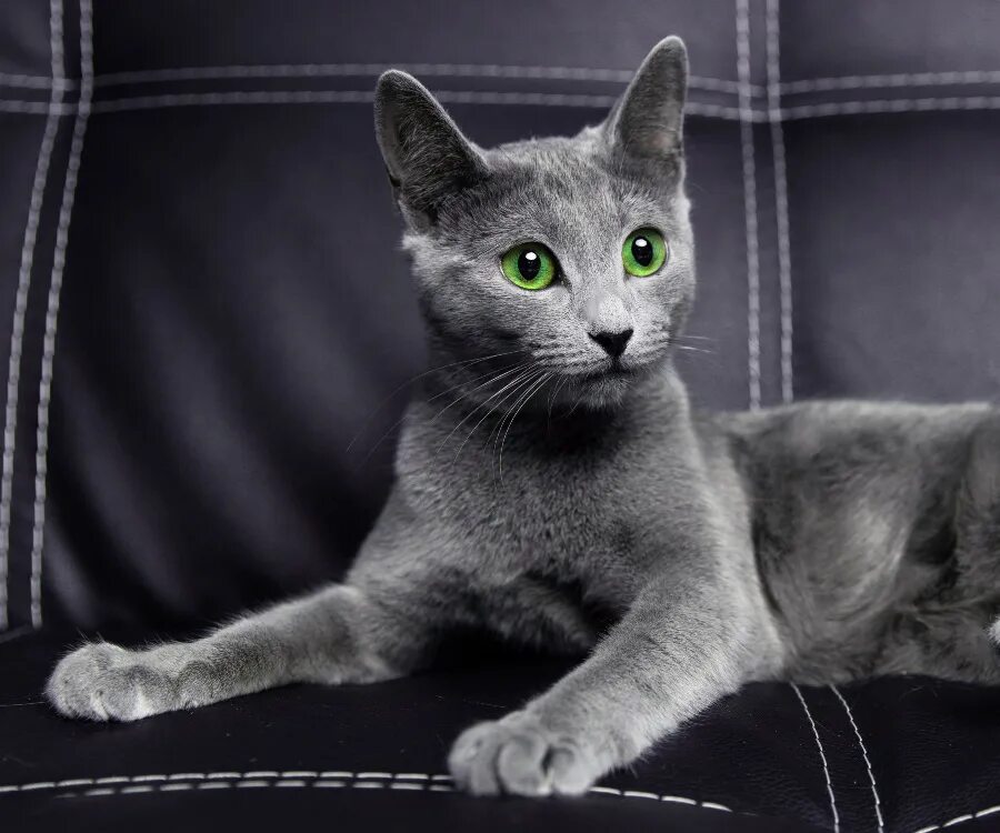 Кот русская голубая фото цена Русская голубая кошка Jessica - Питомник русских голубых кошек "Lukosan"