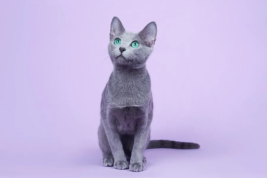 Кот русская голубая фото цена Русская голубая кошка Ассоль - Питомник русских голубых кошек "Lukosan"