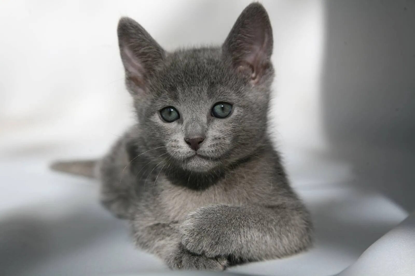 Кот русская голубая фото цена Котик на русском: найдено 82 изображений