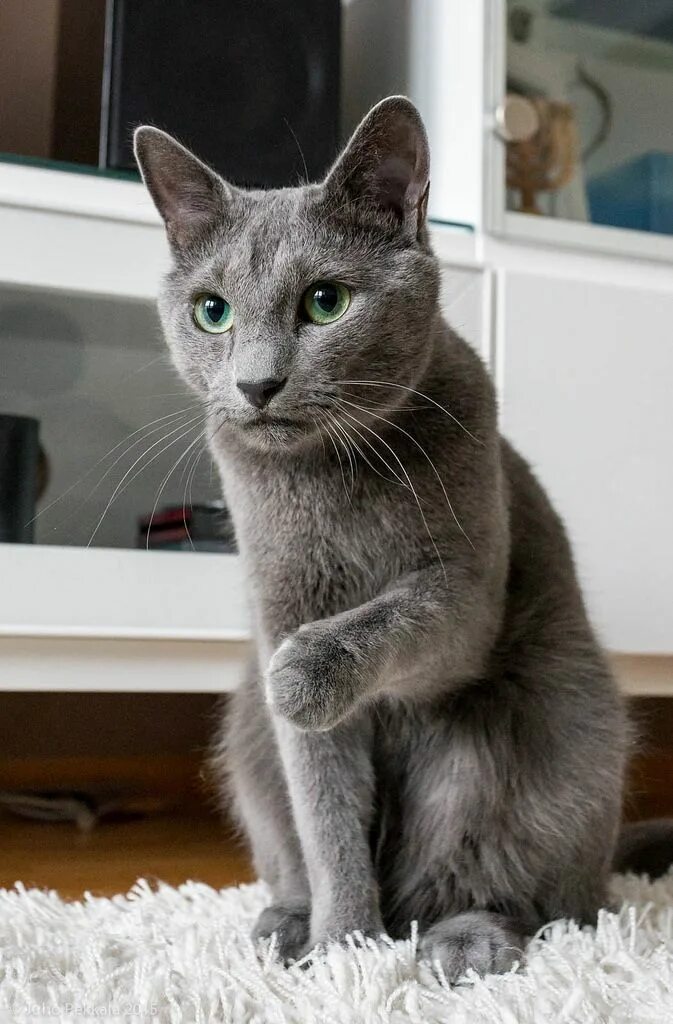 Кот русская голубая фото цена Картинки по запросу Кошка Russian blue cat, Ragdoll cats for sale, Ragdoll cat c