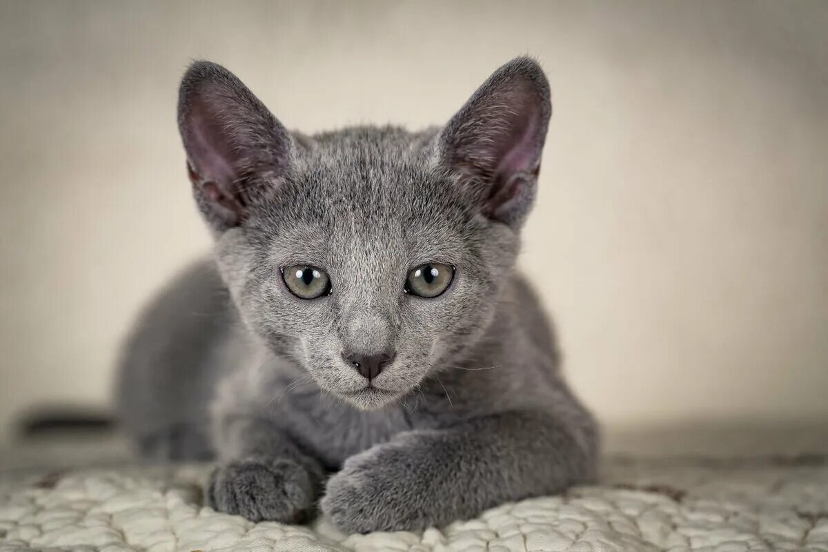 Кот русская голубая фото цена Русская голубая кошка Собаки и Кошки Дзен