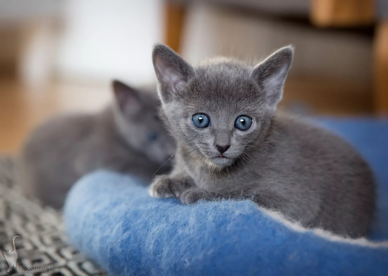 Кот русская голубая фото цена Фото русской голубой кошки (142 фотографий)