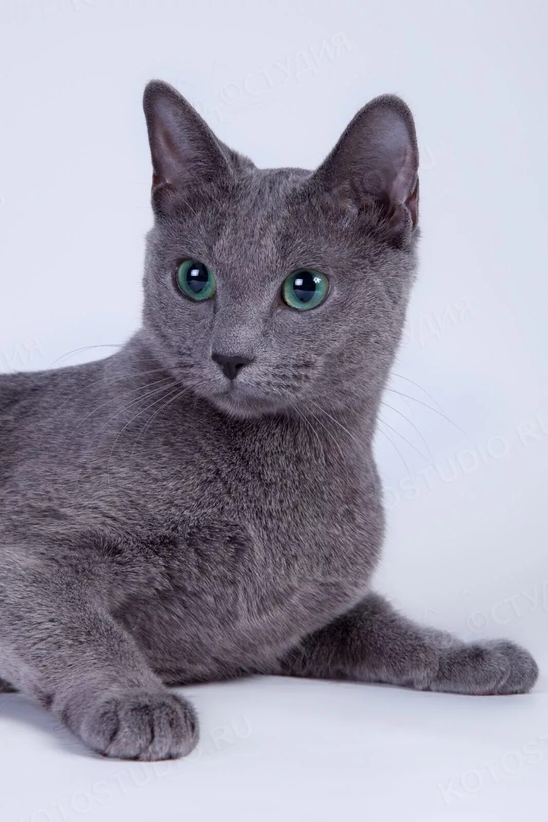 Кот русская голубая фото цена Русская голубая - Породы кошек с фотографиями - Котостудия