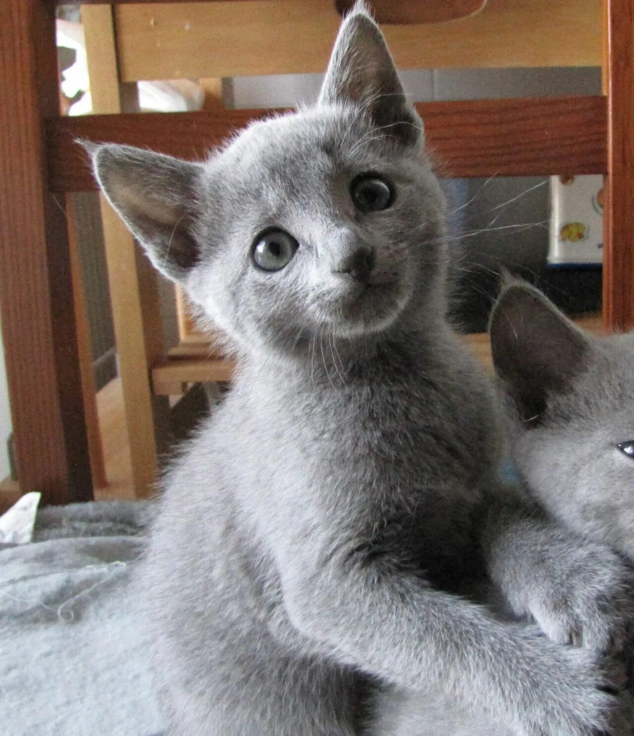 Кот русская голубая фото цена The Russian Blue Cat is a cat breed that comes in colors varying from a light sh