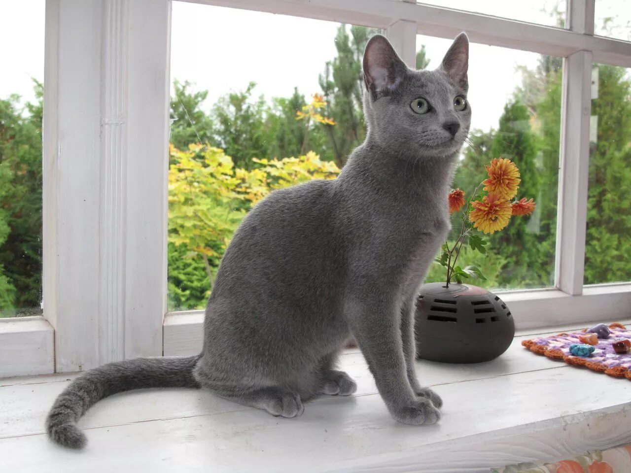 Кот русская голубая фото цена Кошки в доме. Русская голубая каждый день. Фото русских голубых кошек и котят.