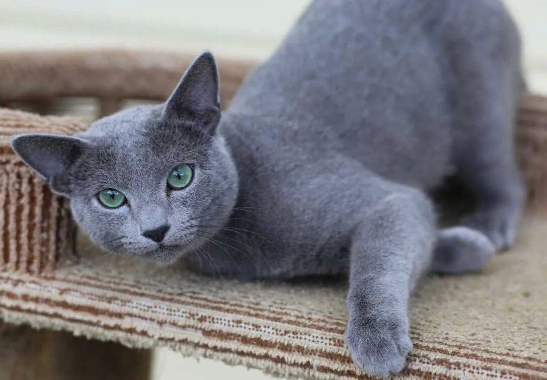 Кот русская голубая фото цена Имя синий кота: найдено 90 картинок