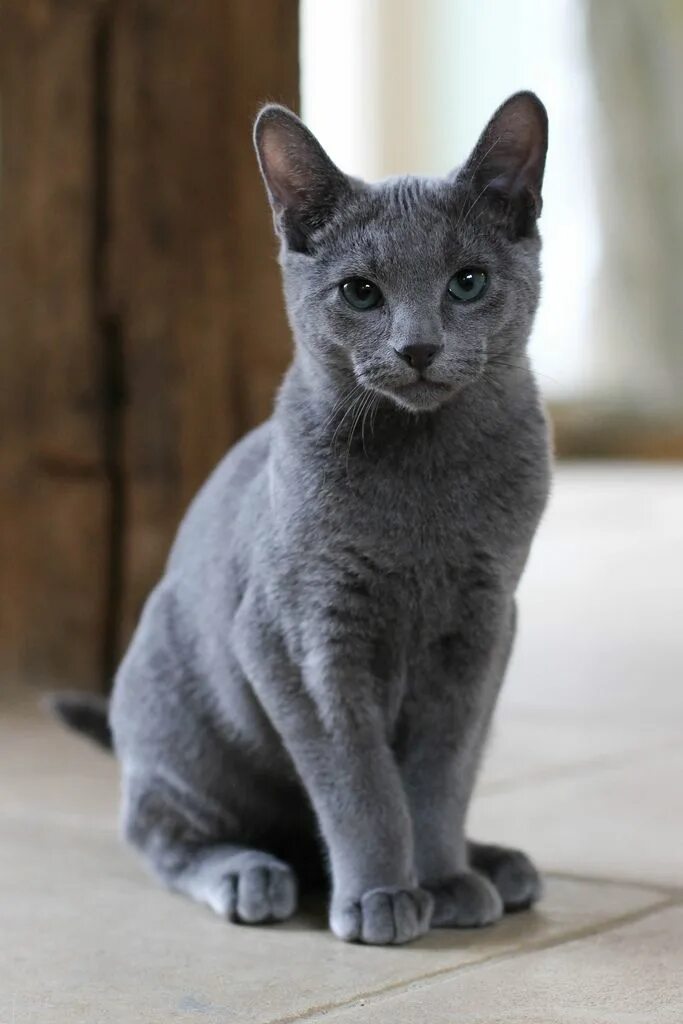 Кот русская голубая фото цена Grey Cat Breeds World of Cat in 2024 Grey cat breeds, Russian cat, Baby cats