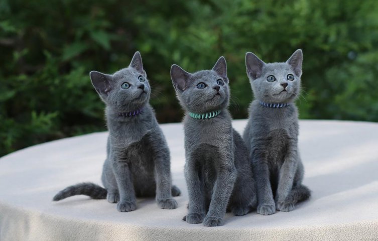 Кот русская голубая фото цена Кошка Русская Голубая Фото Характеристики - Foto-na-telefon.ru