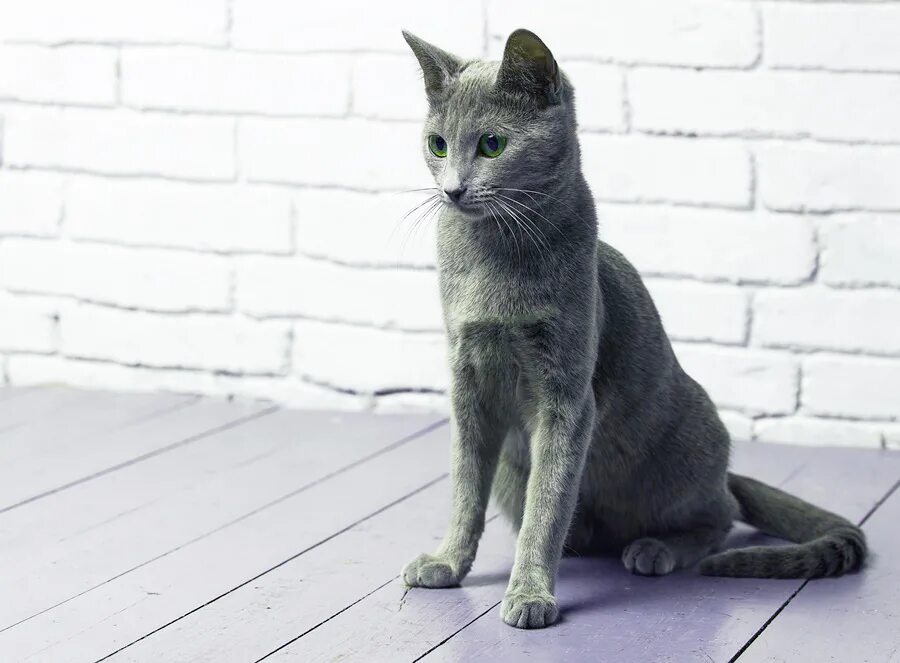 Кот русская голубая фото цена Русская голубая кошка: фото породы. Котята, кошка, кот: русская голубая, фото.
