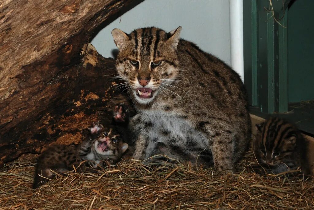 Кот рыболов фото Fishing Cats Born at the Smithsonian's National Zoo Flickr
