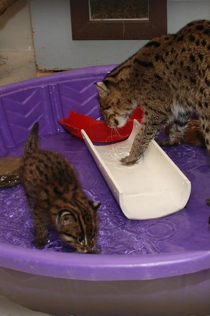 Кот рыболов фото National Zoo’s Twin Fishing Cats are Healthy and Thriving Flickr