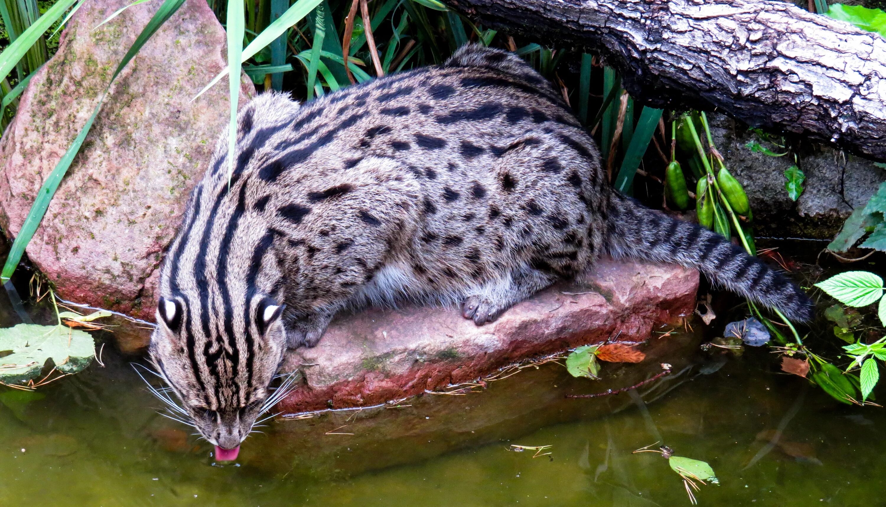 Кот рыболов фото Free Images : zoo, jungle, biology, drink, predator, fauna, leopard, lurking, ve