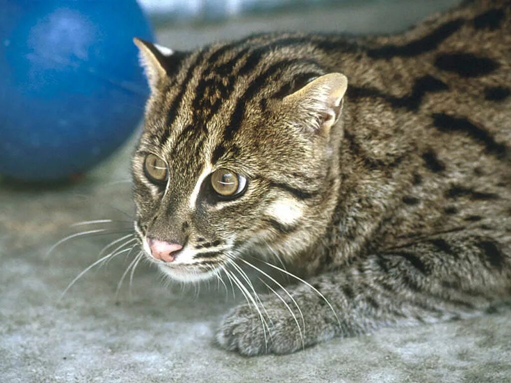 Кот рыболов фото Кошка-рыболов (Prionailurus viverrinus) обои, кошки фото обои, фото котят, фотоо