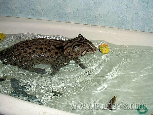 Кот рыболов фото Порода:Виверровый кот-рыболов. - Фотография 18 из 80 ВКонтакте