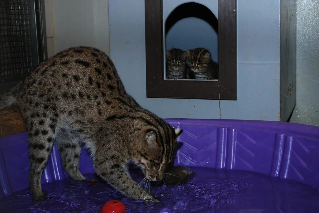 Кот рыболов фото Fishing Cats Born at the Smithsonian's National Zoo Flickr