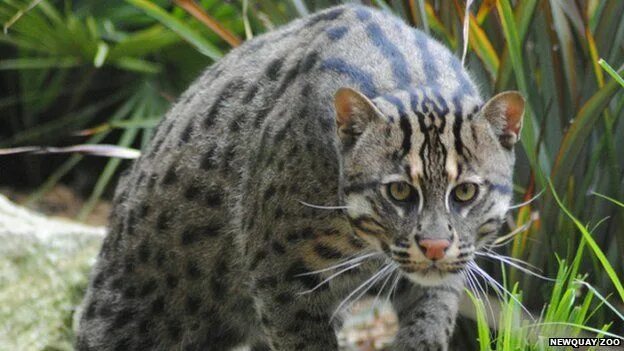 Кот рыболов фото Rare fishing cat leaves Cornish zoo for Estonia - BBC Newsround