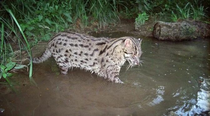 Кот рыболов фото Image result for rusty spotted cats Kucing besar, Kucing, Piaraan