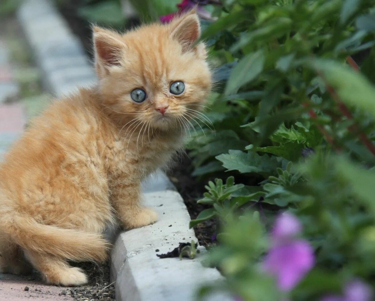 Кот рыжик фото Our cat is Ryzhik. - Steemit