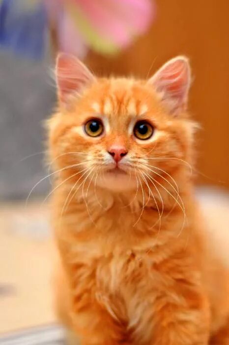 Кот рыжик фото Котенок пушистенький рыжик Фараоша в дар