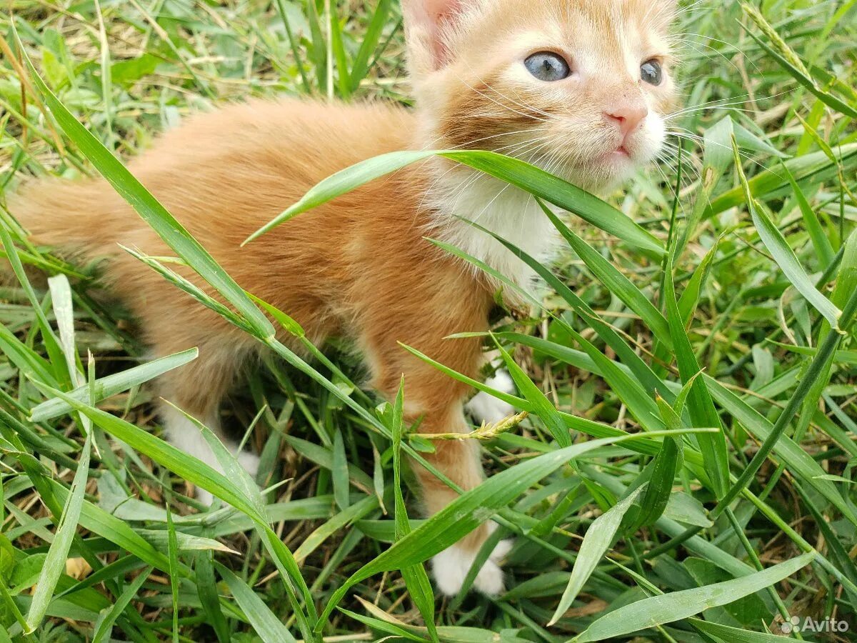 Кот рыжик фото Котёнок рыжий купить на Зозу.ру