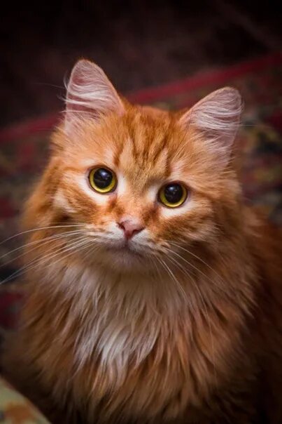Кот рыжик фото ОТДАМ-ПРИМУ-КОШКИ КОШКИ, КОТЫ, КОТЯТА! ВКонтакте