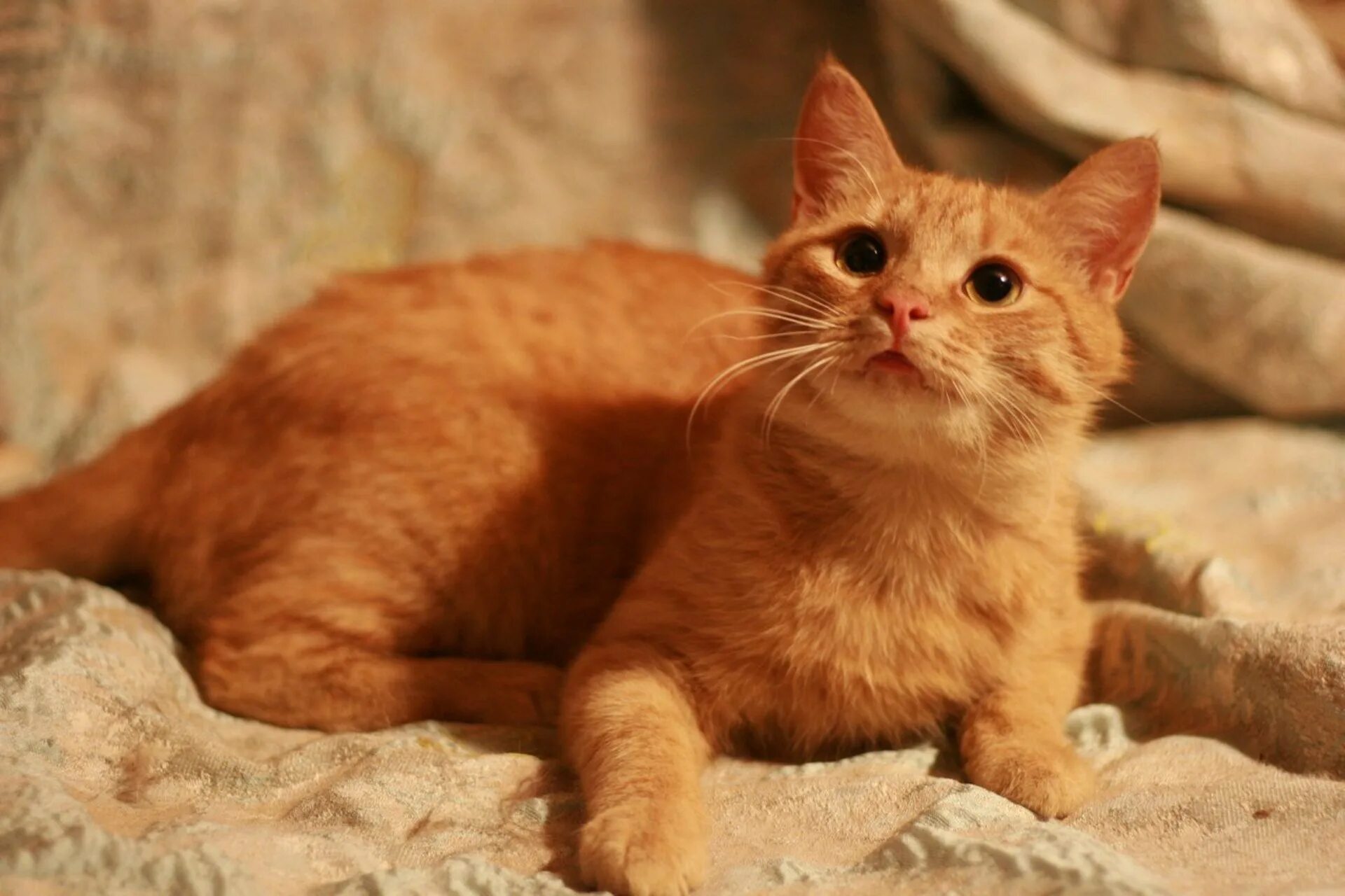 Кот рыжик фото Картинки ПРО РЫЖИКА КОТА