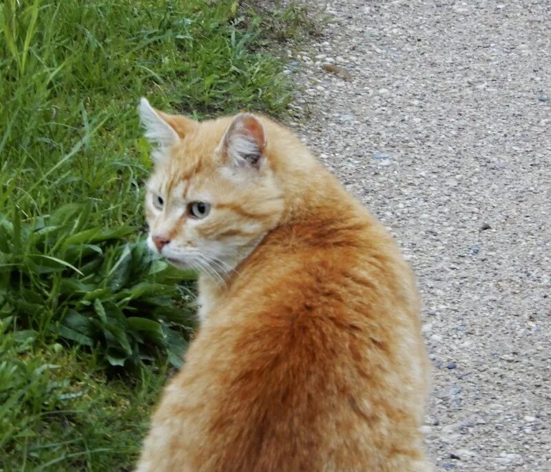 Кот рыжик фото Кота рыжика - картинки и фото koshka.top