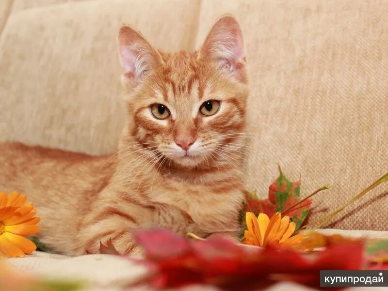 Кот рыжик фото Солнечный Рыжик, котенок в добрые руки. в Калуге