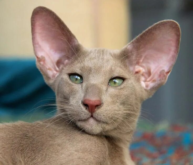 Кот с большими ушами ориенталы фото Зеленоглазый котик & Кошки с большими ушами & Фото МУРЧИМ.РФ