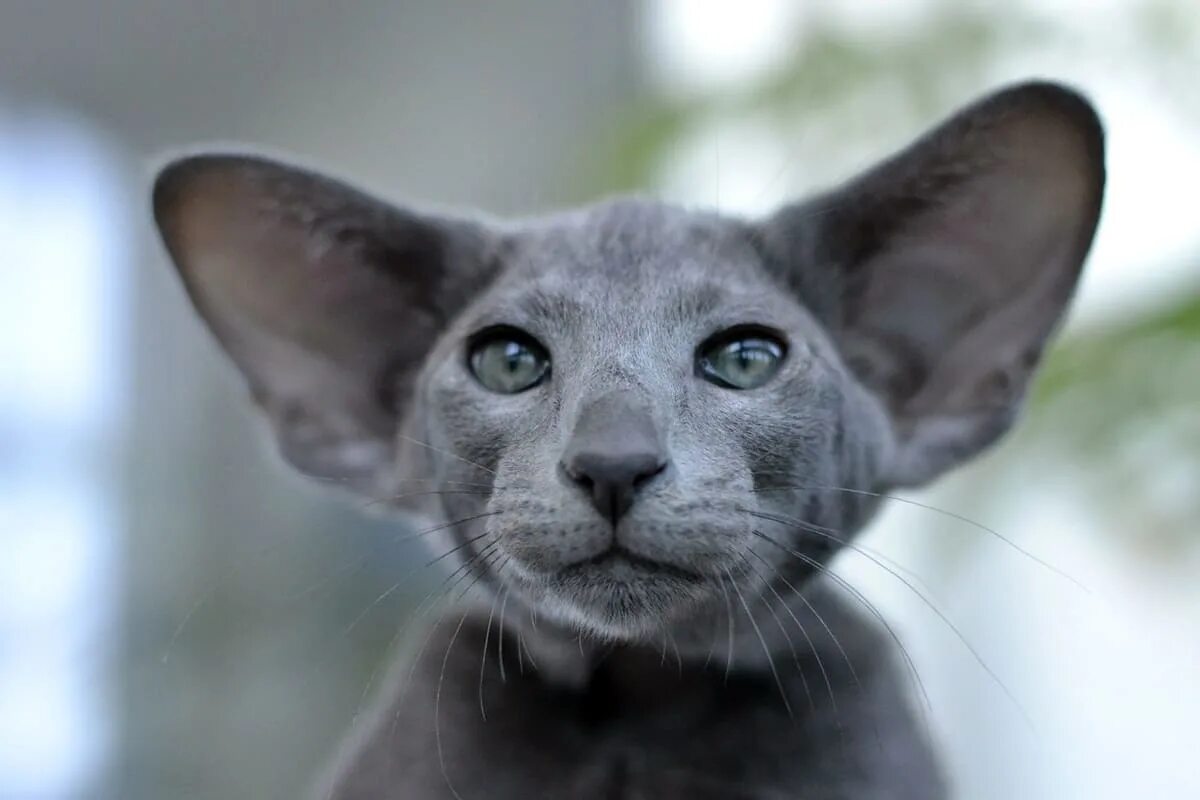 Кот с большими ушами ориенталы цена фото Серые кошки - породы котов голубого (дымчатого) окраса, фото