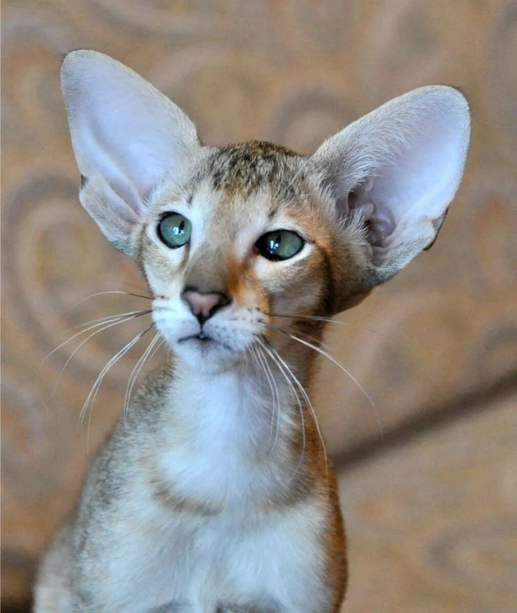 Кот с большими ушами ориенталы цена фото Ушастые коты ориентал - картинки и фото koshka.top