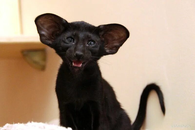 Кот с большими ушами ориенталы цена фото 4H ориентальный котёнок CatAvatar