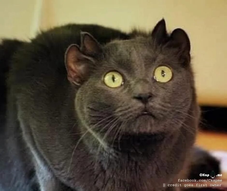Кот с четырьмя ушами фото A cat born with an extra set of ears Cats, Animal shelter, Animals