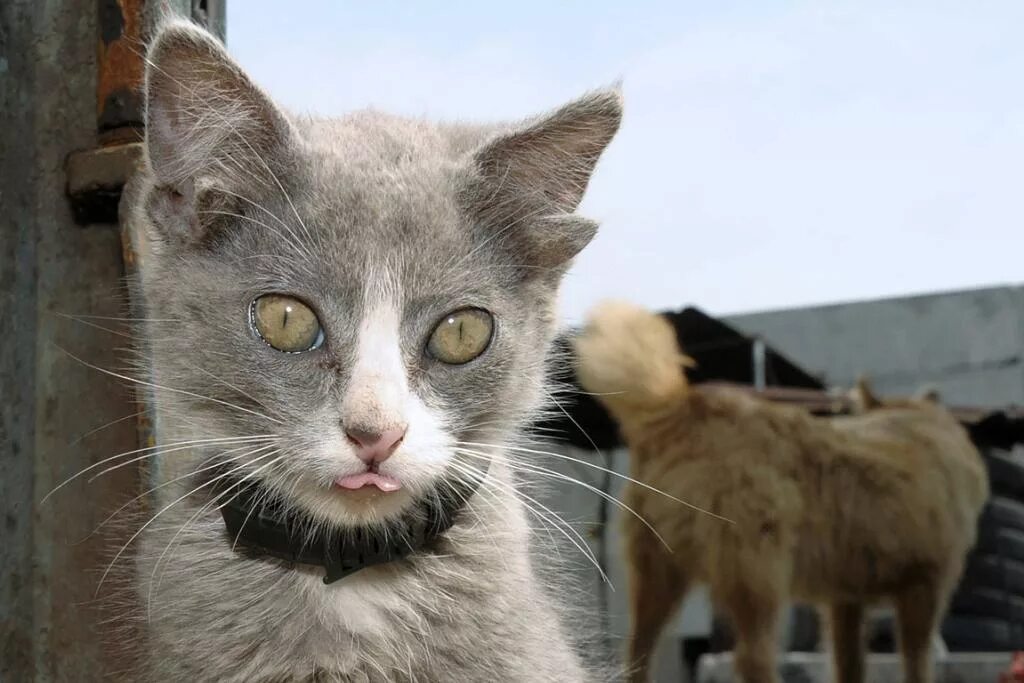 Кот с четырьмя ушами фото Необычные кошки #3,1 Fandom
