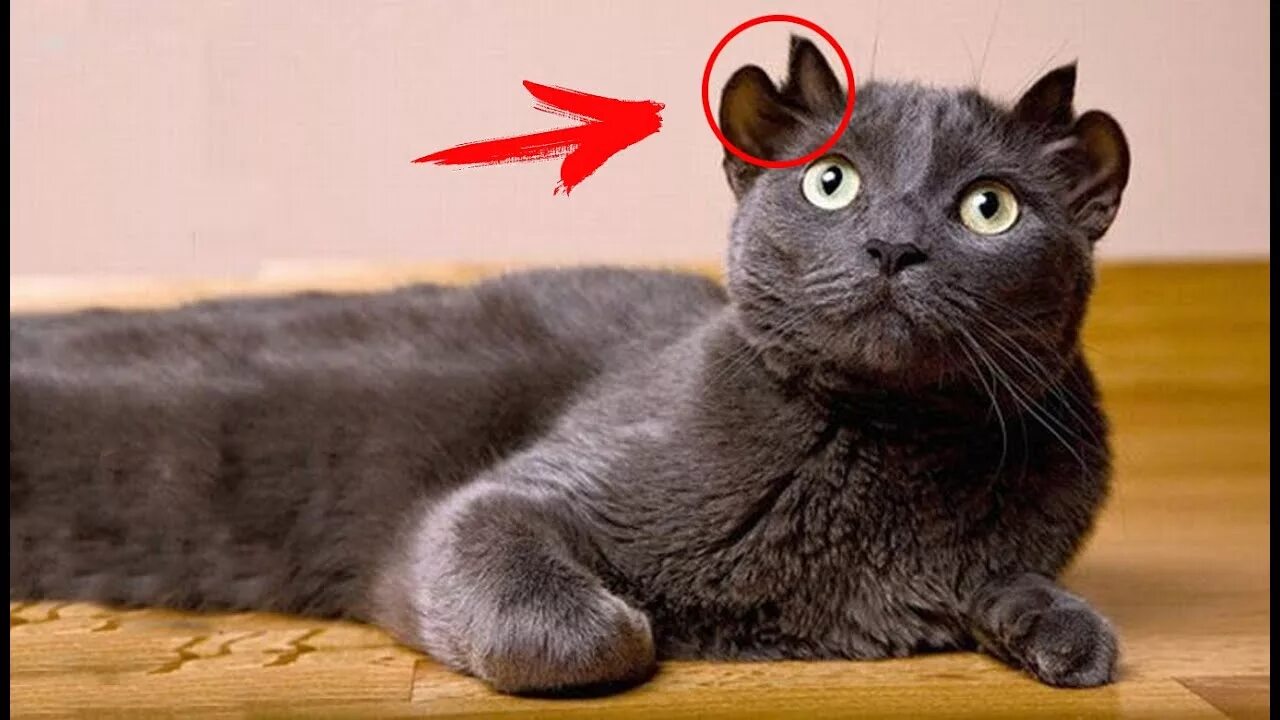 Кот с четырьмя ушами фото 10 СТРАШНЫХ секретов о КОТАХ - YouTube
