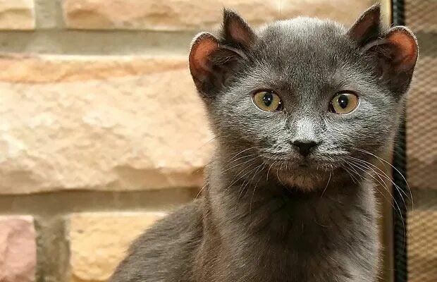 Кот с четырьмя ушами фото Épinglé sur Whaaat?