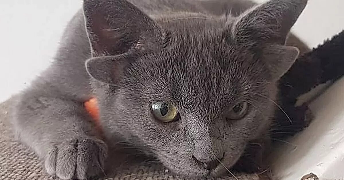 Кот с четырьмя ушами фото Cat born with FOUR ears after rare genetic mutation takes internet by storm - Wo